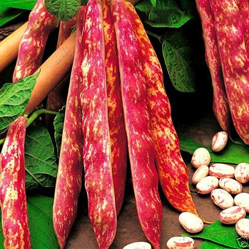 Buy4seeds Climbing BORLOTTO Bean Lingua DI Fuoco 70 Seeds Easy to Grow Useful for Garden Yard Patio