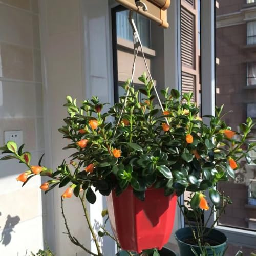 goldfish chlorophytum, wohnzimmer deko, zaun deko luftreinigende zimmerpflanzen winterharte kübelpflanzen, blumensamen winterharte balkonpflanzen immergrüne 40samen