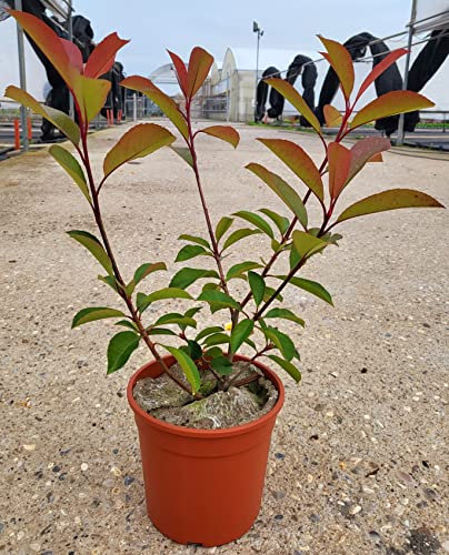 POWERS TO FLOWERS - PHOTINIA RED ROBIN, FOTINIA CLASSICA, 80 PIANTE, PIANTA PER SIEPE, VASO 17CM DIAMETRO, ALTEZZA MINIMA 50CM, piante vere