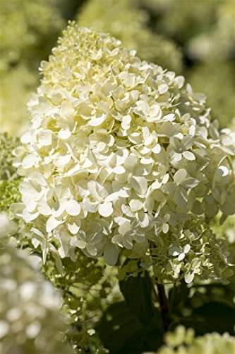 Hydrangea paniculata 'Bobo' 80–100 cm – Winterhart, Mehrjährig, Pflegeleicht – Rispenhortensie – Zierstrauch für Kübel & Beet