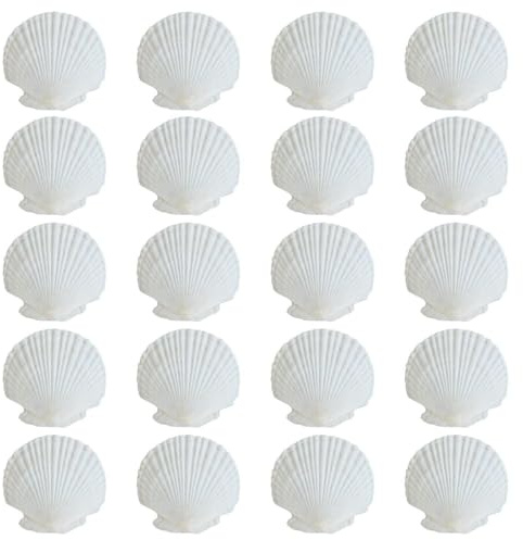 CWPFVQA 20 Stück Weiße Muscheln, DIY-Bastelmaterialien, Basteln Zum Thema Ozean, Muscheln Zum Basteln, Dekorative Muscheln