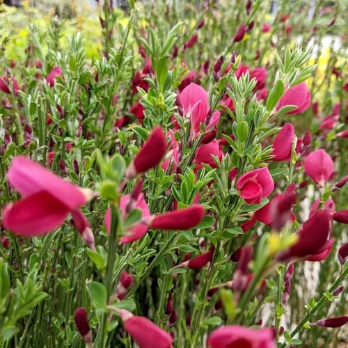 ginster - garten winterhart ginstersamen immergrüne, minigarten blühende grünpflanzen gartendeko 100pcs