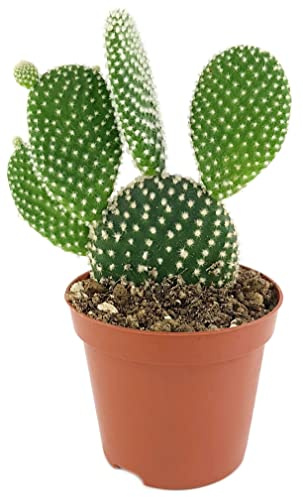 Fangblatt - Opuntia microdasys albata - Gliederkaktus Ø 8,5 cm Topf, 20 cm hoch - sehr pflegeleichte Zimmerpflanze