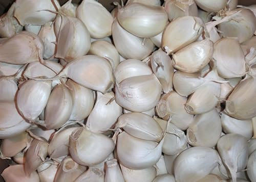 || METCHAR Garden|| 20x Garlic Seeds for Large Bulbs - German Giant Garlic Cloves - Best for The UK Grow
