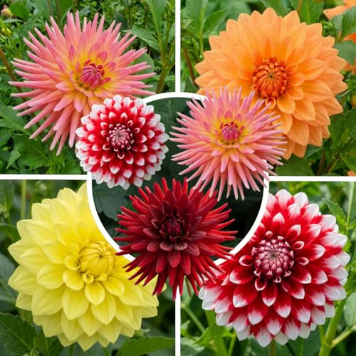 FLORIUM - 5 bulbes de dahlia, collection Grand. Bulbes de dahlia de Hollande. Véritables grandes plantes de dahlia pour jardin et pots (pas de graines, non artificiel)