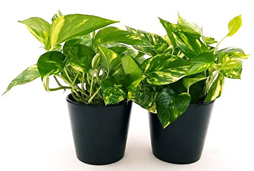 POWERS TO FLOWERS - POTOS EPIPREMNUM AUREUM 2 PIANTE, Vaso 13cm, Piante Vere