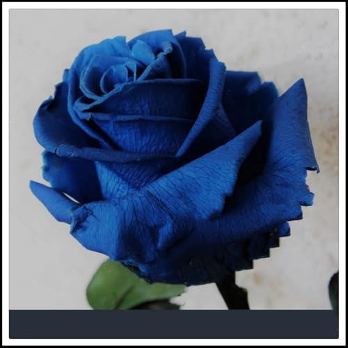 Excelente elección para arreglos de jardín -/ Raíz de rosa -/ - - Los colores de los pétalos varían -/ (NVNJHJN).-1 rizoma-D