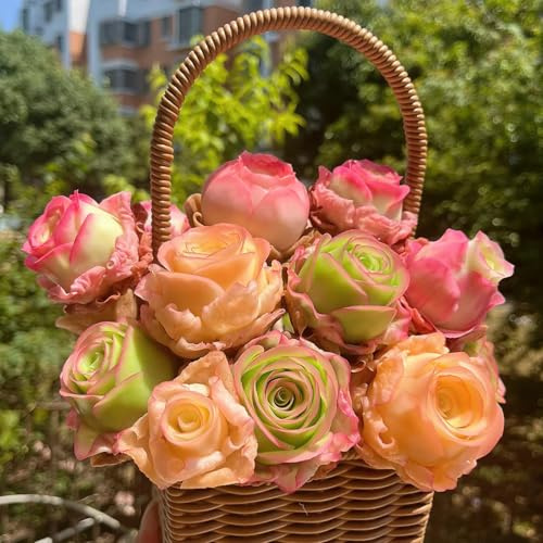 Winterharte mehrjährige，Mountain Rose Sukkulenten，echte Mountain Rose，für Hausgartens Balkon Garten Dekoration (Mischfarbe) (Bunt)