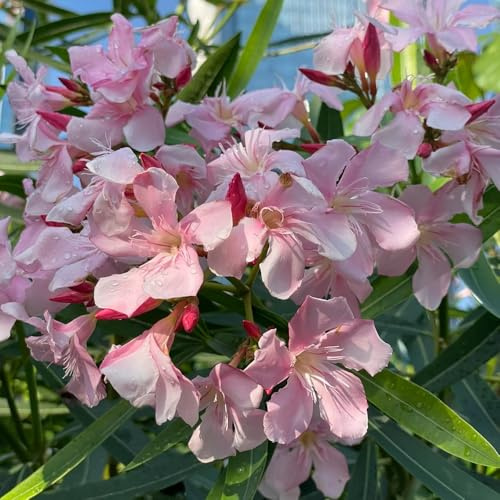 Semi di oleandro - semi di Nerium oleander - erboristiche da giardino resistenti all'esterno 5pcs