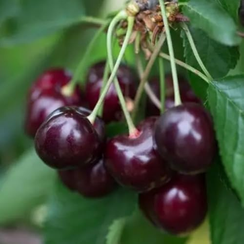 PIANTA DA FRUTTO CILIEGIA DURONA 2 in vaso 20 - età 2/3 anni