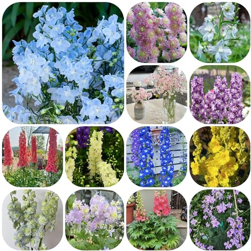 rittersporn, seltene schmetterlingswiese wildblumensamen bodendecker schnittblumen herbstblumen winterhart 1000samen