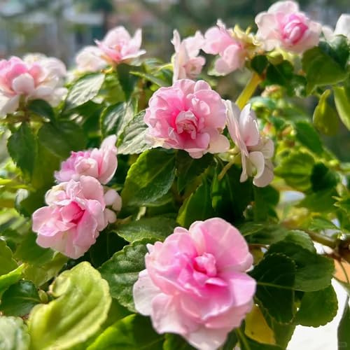 semi di impatiens - appartamento decorazione da balcone selvatici, per esterno primaverili vecchie varietà 50pcs