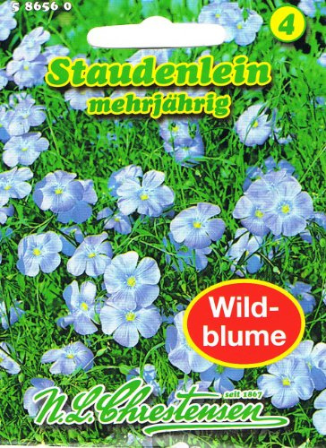 Staudenlein 'Linum perenne ' Lein mehrjährig Staude Wildblumen Schnittblume
