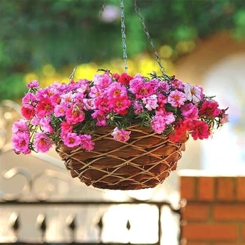 Moss rose Happy Hour Peppermint 500 seeds + Plant tag + Freebie - Portulaca grandiflora