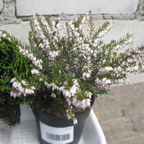 semillas de brezo - sombra para lugares soleados resistentes para el jardín. silvestres del balcón variedades 300pcs