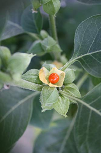 Withania somnifera - ginseng indiano - Ashwagandha - 20 Semi freschi il primo a scrivere una recensione