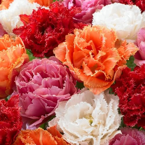 Bulbi Fiori Perenni da Esterno - 20 Bulbi Tulipani Double-Gefranst Collection - Piante e fiori esclusivi dall'Olanda - per giardino, vasi e balcone (senza semi, non artificiali)