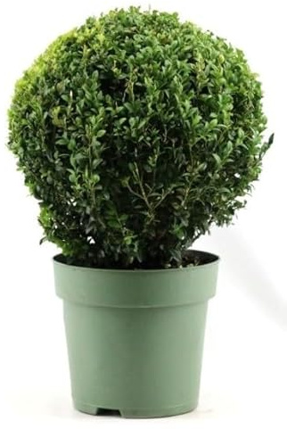 Pflanze Immergrüner Buchsbaum (Buxus sempervirens) XXL - Form: Kugel - Topf Ø24 cm - Höhe ca. 60 cm