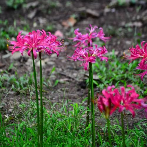 Giglio ragno - lycoris radiata - di sangue in vaso mini decorazione da giardino rizoma in vaso, di selvatici, primaverili 9bulbi