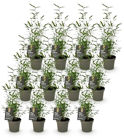 Green boutiQ - Bambou - Fargesia Black Dragon - À Feuilles Persistantes - Non Envahissant - Vert - 12 Plantes - Pot 14cm - Hauteur 35cm