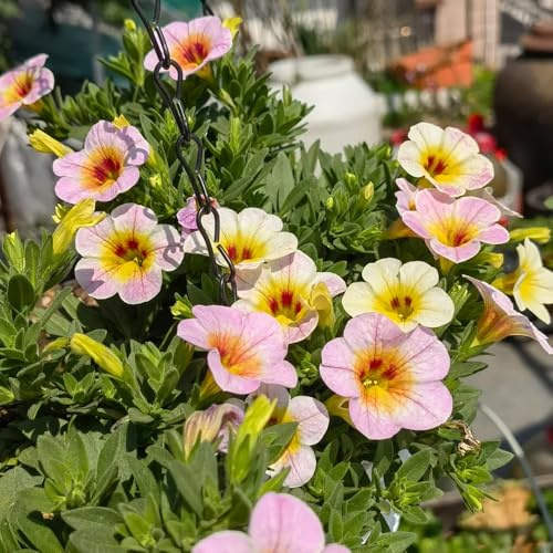 Comprar semillas de lirio de los valles semillas para balcón Calibrachoa elegans pradera decorativas perenne jardín pradera resistentes en macetas 600pcs