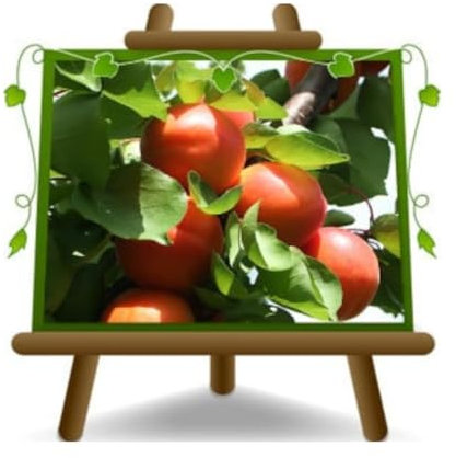 EURO PLANTS VIVAI Albicocco Nano pianta da frutto autofertile su vaso da 24/26 cm Altezza 80~100 cm - 4 anni