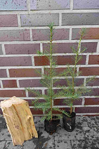 5st. Douglasie 40-70cm Quickpot/Ballen – Pseudotsuga menziesii Jungpflanzen | Forstpflanzen Pseudotsuga menziesii viridis Douglasien Nadelgehölze