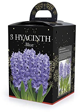 Jamieson Brothers Blue Hyacinth Bulbs (2 Bulbs Packed Separately) – Premium Gift Boxed Set for Beautiful Fragrant Blooms – Ideal for Gifting to Loved Ones