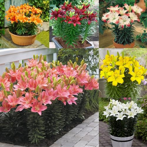 Combinazioni di Gigli/Petali doppi/singoli/Crescita rapida/Sorprendenti opportunità di piantagione-2 PCS-B