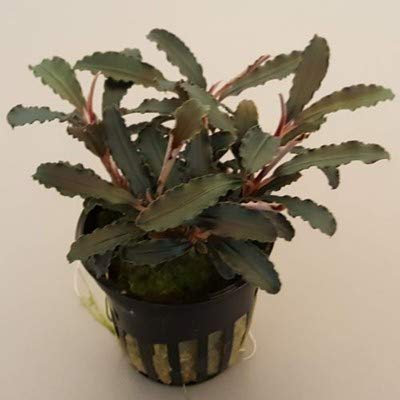Aquarium Fan Bucephalandra 'Kedagang' -TOP Rarity