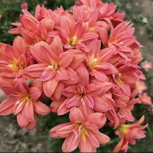 giglio bulbi,Robusto, Elegante, Nobile, Delicato, lilium bulbi,Naturale-8 bulbi-D