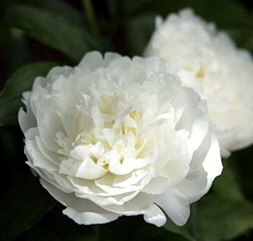 Edelpfingstrose Duchesse de Nemours - Paeonia lactiflora - lebende Gartenpflanze aus den Baumschulen