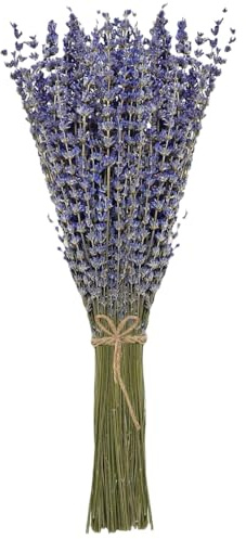 JOBAODAN Lavendel getrocknet Bund 100Stängel 42 cm lang Lavendelblüten aus der Provence Lavendelbund Trockenblumen Trockenblumenstrauß