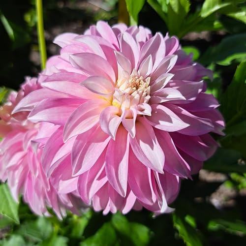 Dahlienknolle : Dahlia - Deko Dahlien  Pink Petticoat  1 Knolle/Rhizom
