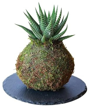Kokedama mini Cactus Natural - Kokedama Interior | Bola de Musgo Vivo | Planta Natural | Planta Interior | Decoración Hogar | Fácil Cuidado y Mantenimiento