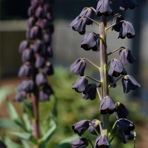 Fritillaria imperiale - in vaso, copertura del terreno, resistente, rari primaverili, lungo periodo di 4bulbi
