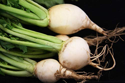 Germinazione dei Semi: 100+ Semi: Seme Rapa: Semi di Bianco d'uovo di rapa Seme Fresco Spedizione Gratuita:Seeds