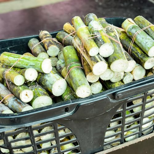 semi di canna da zucchero biologici, canna da zucchero esotiche resistenti, del letto rialzato da balcone di pilastro, 500pcs