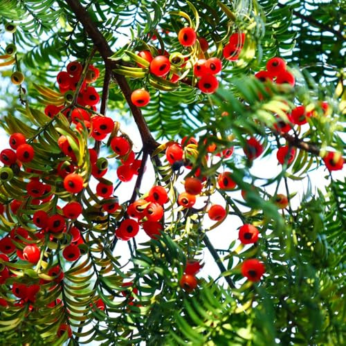 Semi di Taxus Baccata, tasso, wallichiana, giardino resistenti perenni vecchie varietà, 50pcs