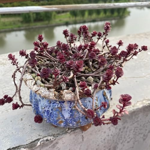 semillas de sedum, variedades antiguas jardín de rocas balcón 400pcs