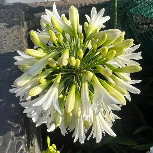 Semillas de lirio africano - silvestres reales jardín perennes resistentes 25pcs