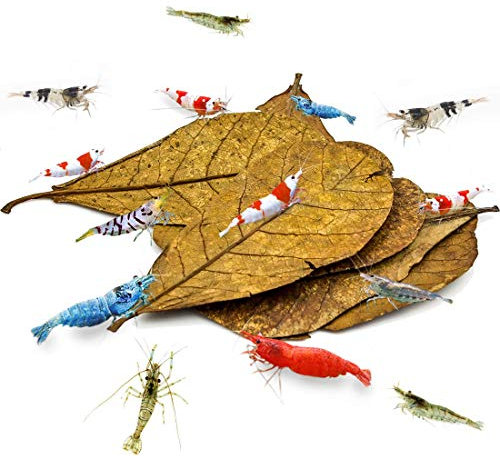 SunGrow 10 St Indischen Seemandelbaumblätter Aquarium, Mandelgarnelenblätter 10-18cm (Mittleres Katappa), Garnelenfutter Zubehör, Bieten Schutz & Nahrung, Zusätzliche Quelle der Nahrung