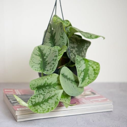 Scindapsus pictus 'Trebie' – Stunning Silver-Leafed Pothos, Easy Care Indoor Plant with Attractive Variegation, Perfect for Homes & Offices – 1X 15cm Hanging Pot by Thompson and Morgan