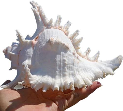 Coquille de mer naturelle. Coquillages de mer naturels énormes, grande coquille de conque naturelle for ornement d'aquarium, bricolage, collection artisanale, mariage, plage, fête à thème, cadeau d'an