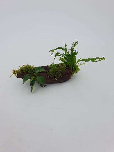 Mangrove Wurzel für Nanobecken mit echtem Farn oder Anubias uns Moos bepflanztGröße ca. 10-15 cm