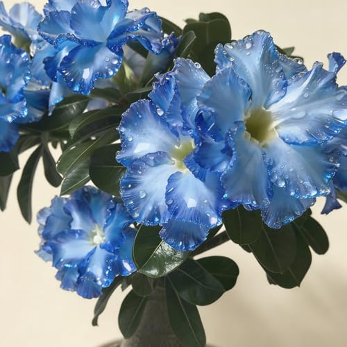 Rosa del Deserto Speciale, Ideale per Giardino e Vaso-5bulbi-B