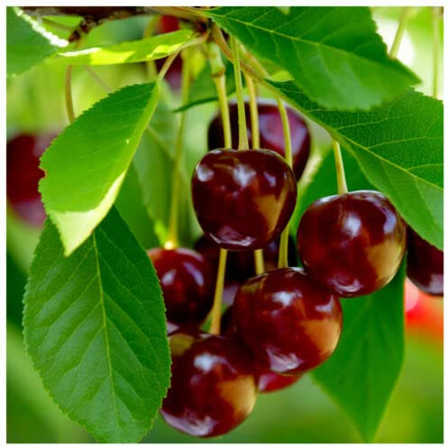 1 x 'Early Rivers' Cherry Tree 3-4ft 6L Pot Ready to Fruit,Large Dark Juicy Cherries