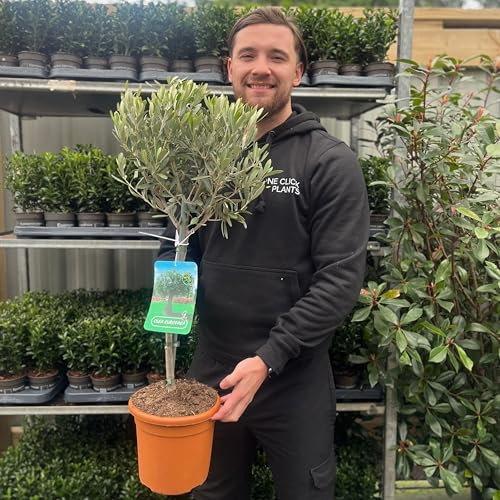 A Pair of Potted Olive Trees, 80-90cm Height Including The 18cm Wide Growers Pot