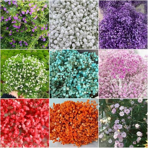 schleierkraut - topf büropflanzen winterfeste für kübel winterharte stauden balkon gartenblumen wildblumensamen mehrjährig 500samen