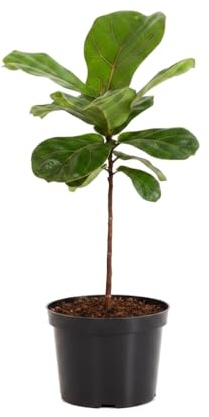 DECOALIVE Ficus Lyrata Mini y Higuera Hoja de Violín Enana Ficus Lyrata Bambino Doce Centímetros de Diámetro Planta Ornamental de Interior 30-35 cm